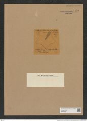 Amphipentas sp. (de-Toni-Nr.: Genus 138, Species 3691 ?) Zeichnungen Sammlung Grunow Nr. 7170 (NHMW-BOT-W0376147)